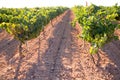 Mediterranean Bobal grapes in vineyard