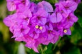 Mediterranean Bougainvillea bush with purple flowers