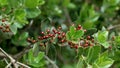 Mediterranean buckthorn red berries on a Rhamnus alaternus wild bush branch