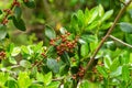 Mediterranean buckthorn red berries on a Rhamnus alaternus wild bush branch