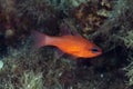 Mediterranean Cardinalfish