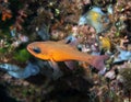 A Mediterranean Cardinalfish Apogon imberbis in the Mediterranean Sea