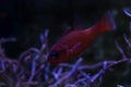 Mediterranean cardinalfish Apogon imberbis.