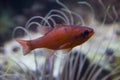 Mediterranean cardinalfish, king of the mullets, cardinalfish Apogon imberbis.