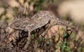A Mediterranean Chameleon basking and walking on garigue vegetation in Malta Royalty Free Stock Photo
