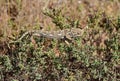 A Mediterranean Chameleon basking and walking on garigue vegetation in Malta