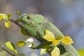 Mediterranean Chameleon