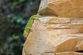 Mediterranean chameleon