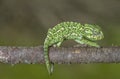 Mediterranean Chameleon