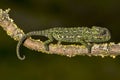 Mediterranean Chameleon