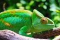 Mediterranean chameleon closeup - Chamaeleo chameleon Royalty Free Stock Photo