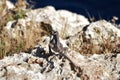Mediterranean Chameleon among garigue vegetation on a cliff Royalty Free Stock Photo