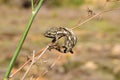 Mediterranean Chameleon gripping on wild fennel