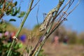 Mediterranean Chameleon gripping on wild fennel