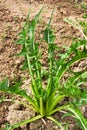 Mediterranean chicory Royalty Free Stock Photo