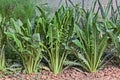 Mediterranean chicory Royalty Free Stock Photo