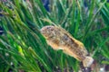 Mediterranean colorful blenny fish underwater Royalty Free Stock Photo