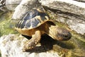 Mediterranean common land Turtle