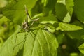 Conehead mantis, Empusa pennata Royalty Free Stock Photo