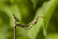 Conehead mantis, Empusa pennata Royalty Free Stock Photo
