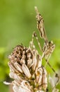 Conehead mantis, Empusa pennata Royalty Free Stock Photo