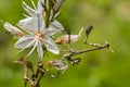 Conehead mantis, Empusa pennata Royalty Free Stock Photo