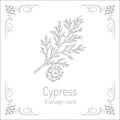 Mediterranean Cypress branch Cupressus sempervirens . Royalty Free Stock Photo