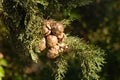 Mediterranean cypress cone on a branch. Bright sunny photo in summer colors and contrast light Royalty Free Stock Photo