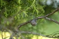 Mediterranean cypress cone Royalty Free Stock Photo