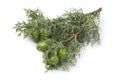 Mediterranean Cypress cones and foliage