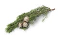 Mediterranean Cypress cones and foliage