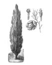 Mediterranean cypress Cupressus sempervirens / Antique illustration from Brockhaus Konversations-Lexikon 1908 Royalty Free Stock Photo