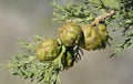 Mediterranean cypress Royalty Free Stock Photo