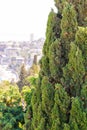 Mediterranean cypress Cupressus sempervirens is an evergreen tree native to eastern Mediterranean Basin Royalty Free Stock Photo