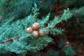 Mediterranean Cypress Cupressus sempervirens foliage and cones Royalty Free Stock Photo