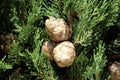 Mediterranean cypress or Cupressus sempervirens cypress plant with three seed cones surrounded with dark green scale like leaves Royalty Free Stock Photo