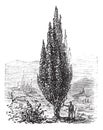 Mediterranean Cypress or Italian Cypress or Tuscan Cypress or Graveyard Cypress or Pencil Pine or Cupressus sempervirens, vintage