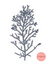 Mediterranean cypress vector illustration. Evergreen tree botanical drawing. Hand drawn conifer plant. For Christmas design,