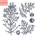 Mediterranean cypress vector illustrations set. Evergreen tree botanical drawings. Hand drawn conifer plant. Perfect for Christmas