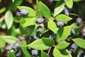 Mediterranean evergreen plant with myrtle berries Royalty Free Stock Photo
