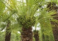 Mediterranean Fan Palm, fan-shaped leaves and thick trunks