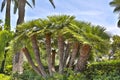 Mediterranean Fan Palm, fan-shaped leaves and thick trunks