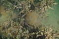 Mediterranean fanworm among brown seaweeds