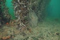 Mediterranean fanworm among brown seaweeds