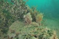 Mediterranean fanworm among brown seaweeds