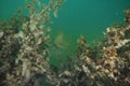 Mediterranean fanworm among brown seaweeds