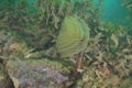 Mediterranean fanworm among brown seaweeds