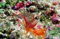 Mediterranean fanworm, the feather duster worm