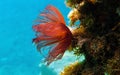 Mediterranean fanworm, the feather duster worm