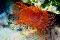 Mediterranean fanworm, the feather duster worm